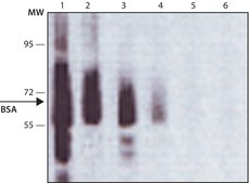 抗- 牛白蛋白 兔抗 affinity isolated antibody