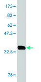Monoclonal Anti-HIRIP3 antibody produced in mouse clone 3B3, purified immunoglobulin, buffered aqueous solution