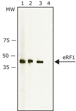 Anti-eRF1 兔抗 ~1&#160;mg/mL, affinity isolated antibody, buffered aqueous solution