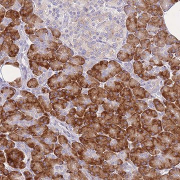 Anti-ZNF510 antibody produced in rabbit Prestige Antibodies&#174; Powered by Atlas Antibodies, affinity isolated antibody, buffered aqueous glycerol solution