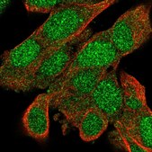 Anti-BACH2 antibody produced in rabbit Prestige Antibodies® Powered by Atlas Antibodies, affinity isolated antibody
