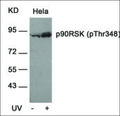 Anti-phospho-RPS6KA1 (pThr348) antibody produced in rabbit affinity isolated antibody