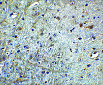 Anti-CDNF (ab1) antibody produced in rabbit affinity isolated antibody, buffered aqueous solution