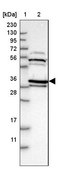 Anti-PPID antibody produced in rabbit Prestige Antibodies® Powered by Atlas Antibodies, affinity isolated antibody, buffered aqueous glycerol solution, Ab2