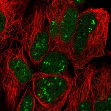 Anti-TRO antibody produced in rabbit Prestige Antibodies&#174; Powered by Atlas Antibodies, affinity isolated antibody