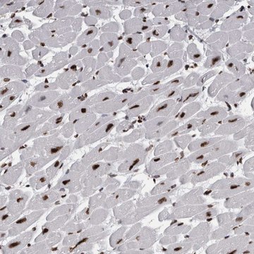 Anti-ALPK3 antibody produced in rabbit Prestige Antibodies&#174; Powered by Atlas Antibodies, affinity isolated antibody, buffered aqueous glycerol solution