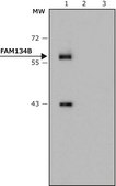 Anti-FAM134B antibody produced in rabbit affinity isolated antibody, buffered aqueous solution