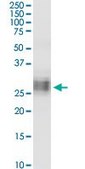 Monoclonal Anti-BST2 antibody produced in mouse clone 2E6, purified immunoglobulin, buffered aqueous solution