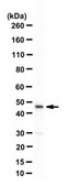 Anti-UTF1 Antibody from rabbit, purified by affinity chromatography