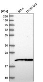Anti-NIP7 antibody produced in rabbit Prestige Antibodies® Powered by Atlas Antibodies, affinity isolated antibody