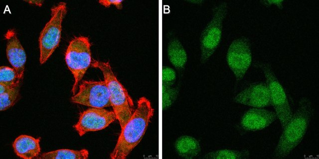 Anti-IL-18 Antibody purified antibody, clone 11–4.1, from mouse