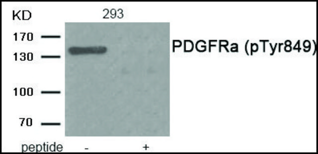 Anti-phospho-PDGFRa (pTyr849) antibody produced in rabbit affinity isolated antibody