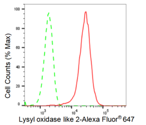 KD-Validated Anti Lysyl oxidase like 2 Antibody, clone 23GB2610, Rabbit Monoclonal clone 23GB2610, recombinant rabbit monoclonal, expressed in HEK293 cells