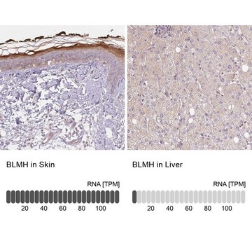 Anti-BLMH antibody produced in rabbit Prestige Antibodies&#174; Powered by Atlas Antibodies, affinity isolated antibody, buffered aqueous glycerol solution