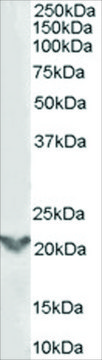 Anti-TGIF2 antibody produced in goat affinity isolated antibody, buffered aqueous solution