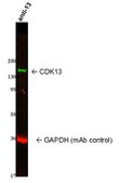 Anti-CDK13 from rabbit