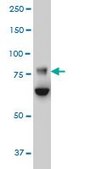 Monoclonal Anti-FBXO42 antibody produced in mouse clone 2F10, purified immunoglobulin, buffered aqueous solution