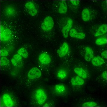 A549 Cells GFP-SMAD4