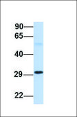 Anti-CA8 antibody produced in rabbit affinity isolated antibody