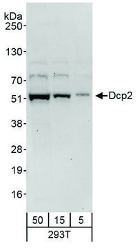 Rabbit anti-Dcp2 Antibody, Affinity Purified Powered by Bethyl Laboratories, Inc.