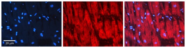 Anti-DIABLO antibody produced in rabbit IgG fraction of antiserum