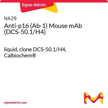 Anti-p16 (Ab-1) Mouse mAb (DCS-50.1/H4) liquid, clone DCS-50.1/H4, Calbiochem&#174;