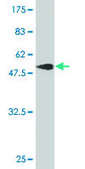 Monoclonal Anti-THAP1 antibody produced in mouse clone 2C1-2F2, purified immunoglobulin, buffered aqueous solution