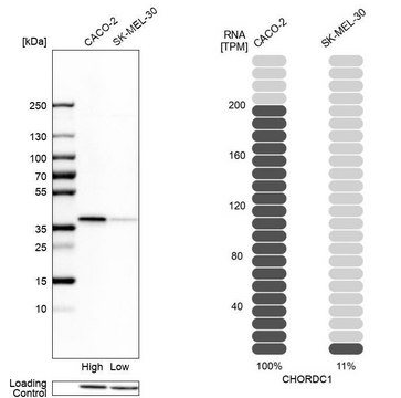 Anti-CHORDC1 antibody produced in rabbit Prestige Antibodies&#174; Powered by Atlas Antibodies, affinity isolated antibody, buffered aqueous glycerol solution