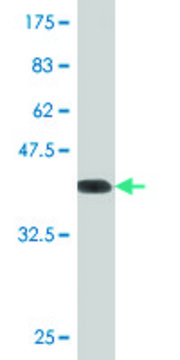 Monoclonal Anti-NRG2 antibody produced in mouse clone 4D6, purified immunoglobulin, buffered aqueous solution