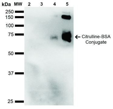 Monoclonal Anti-Citrulline-Biotin antibody produced in mouse clone 2D3.1