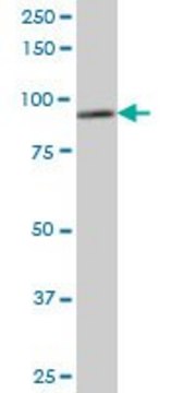 Monoclonal Anti-DDX1, (C-terminal) antibody produced in mouse clone 4F6, purified immunoglobulin, buffered aqueous solution