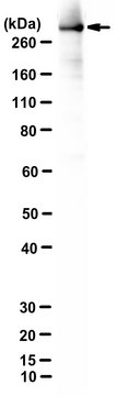 Anti-Huntingtin Antibody, a.a. 115-129 Antibody, clone 5HU-1H6