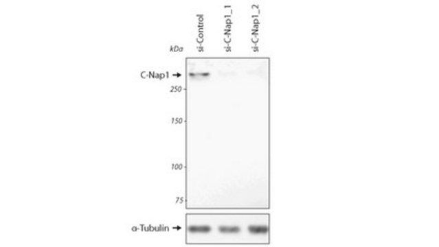 Anti-C-Nap1 (Cep250) Antibody, clone 150-230-1 clone 150-230-1, from mouse