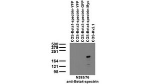 Anti-Beta-IV spectrin Antibody, clone N393/76 clone N393/76, from mouse