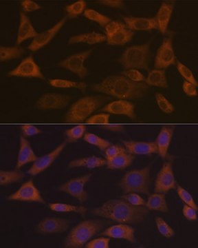 Anti-Ephrin A1 Antibody, clone 5D4Q5, Rabbit Monoclonal