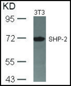 Anti-PTPN11 (Ab-542) antibody produced in rabbit affinity isolated antibody