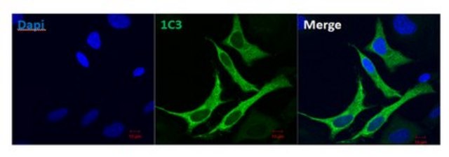 Anti-RIG-I, clone 1C3 Antibody clone 1C3, from mouse