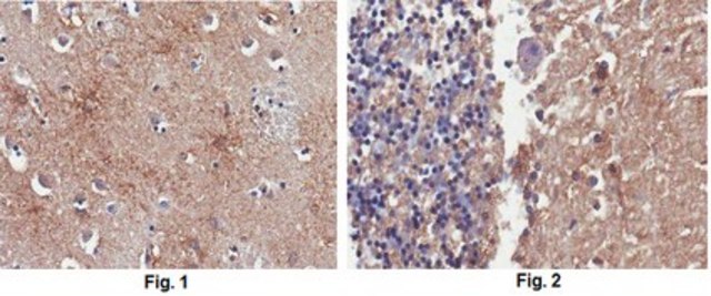 Anti-PSD95 Antibody, clone 1A8.1 clone 1A8.1, from mouse