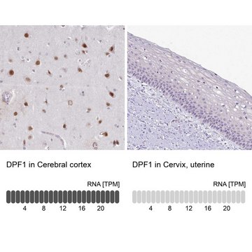 Anti-DPF1 antibody produced in rabbit Prestige Antibodies&#174; Powered by Atlas Antibodies, affinity isolated antibody, buffered aqueous glycerol solution