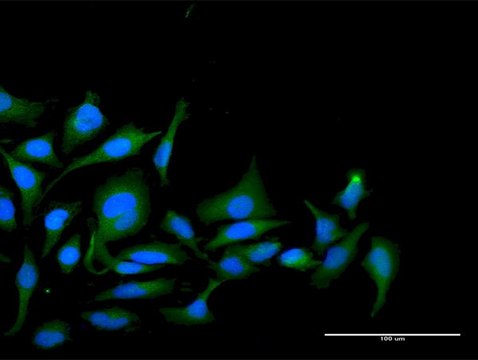 Anti-PPP1R2 antibody produced in rabbit purified immunoglobulin, buffered aqueous solution