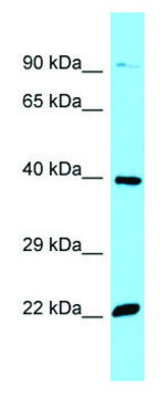 Anti-OR51E2 (C-terminal) antibody produced in rabbit affinity isolated antibody