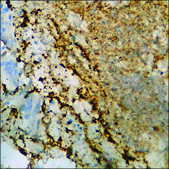 Anti-phospho-PKC-pan (pThr497) antibody produced in rabbit affinity isolated antibody