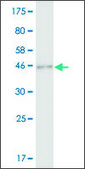 Monoclonal Anti-SAP30, (C-terminal) antibody produced in mouse clone 1D3, purified immunoglobulin, buffered aqueous solution