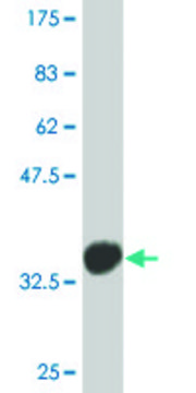 Monoclonal Anti-TP53BP2 antibody produced in mouse clone 1A10, purified immunoglobulin, buffered aqueous solution