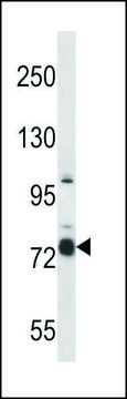 ANTI-CASS4 (C-TERM) antibody produced in rabbit IgG fraction of antiserum, buffered aqueous solution