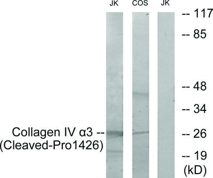 Anti-Collagen IV &#945;3 (Cleaved-Pro1426) antibody produced in rabbit affinity isolated antibody