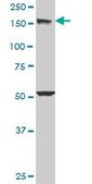 Monoclonal Anti-EEA1, (C-terminal) antibody produced in mouse clone 2G2, purified immunoglobulin, buffered aqueous solution