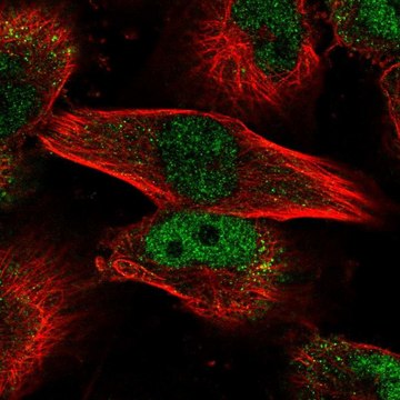 Anti-MYBL2 antibody produced in rabbit Prestige Antibodies&#174; Powered by Atlas Antibodies, affinity isolated antibody