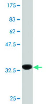 Monoclonal Anti-PLCL2 antibody produced in mouse clone 1C7, purified immunoglobulin, buffered aqueous solution