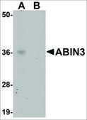 Anti-ABIN3 antibody produced in rabbit affinity isolated antibody, buffered aqueous solution